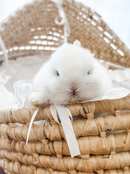 Blue Eyed White (BEW) - XS - 05/17/24 - TUNDRA - Male - Netherland Dwarf Rabbit