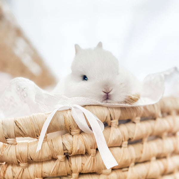 Blue Eyed White (BEW) - XS - 05/17/24 - TUNDRA - Male - Netherland Dwarf Rabbit