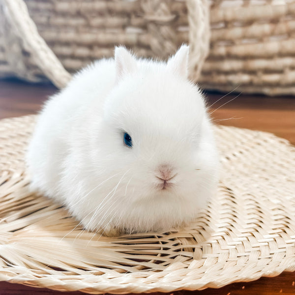 Blue Eyed White (BEW) - XS - 05/17/24 - TUNDRA - Male - Netherland Dwarf Rabbit