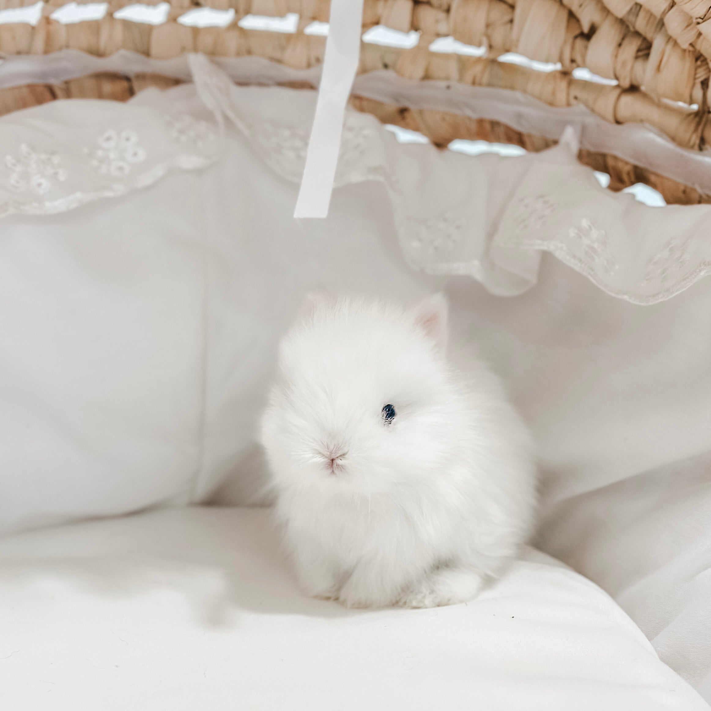 Blue Eyed White (BEW) - XS - 05/16/24 - Lucky - Female - Netherland Dwarf Rabbit (FUZZY)