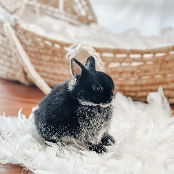 Black Otter - SM- 05/17/24 - MUFFIN - Female - Netherland Dwarf Rabbit