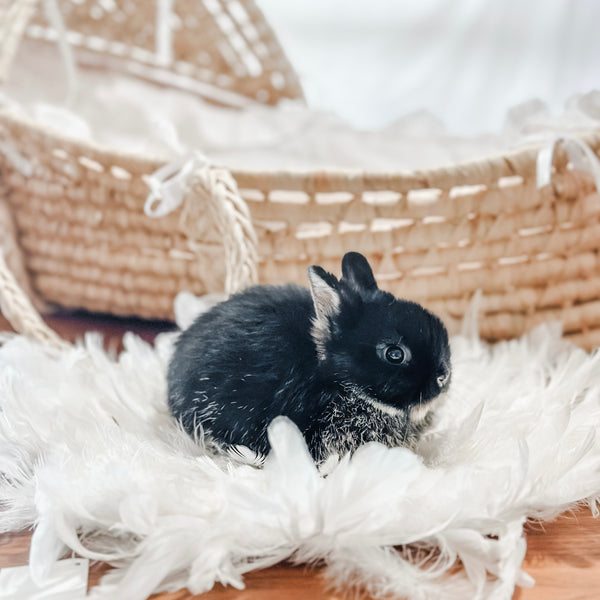 Black Otter - SM- 05/17/24 - MUFFIN - Female - Netherland Dwarf Rabbit