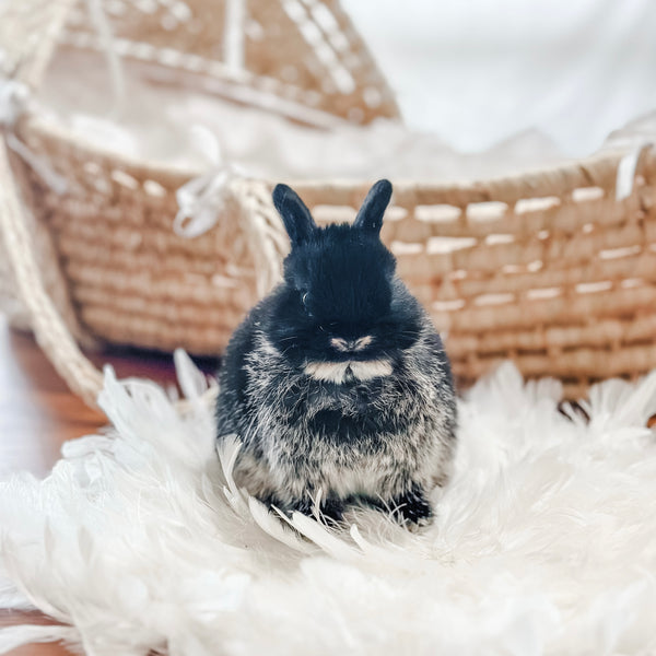 Black Otter - SM- 05/17/24 - MUFFIN - Female - Netherland Dwarf Rabbit