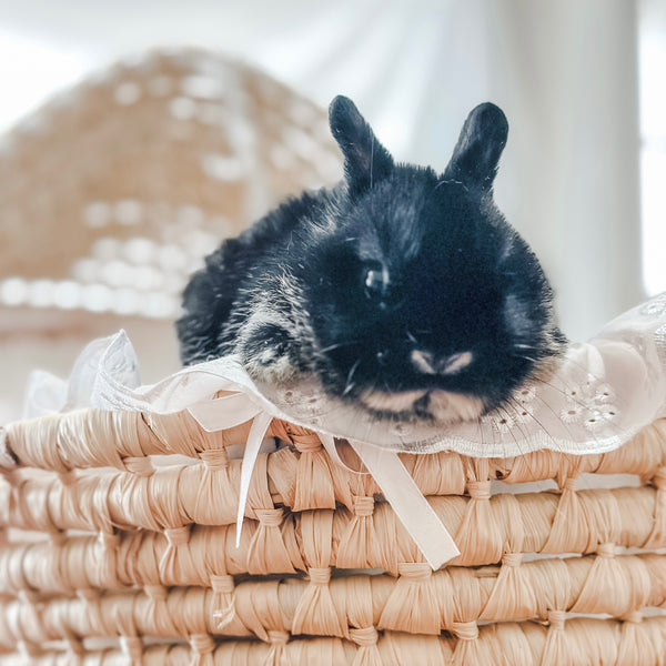 Black Otter - SM- 05/17/24 - MUFFIN - Female - Netherland Dwarf Rabbit