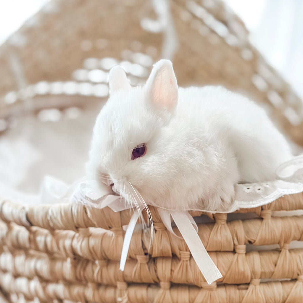 Ruby Eyed White (REW) - SM- 05/17/24 - RUBY - Female - Netherland Dwar ...