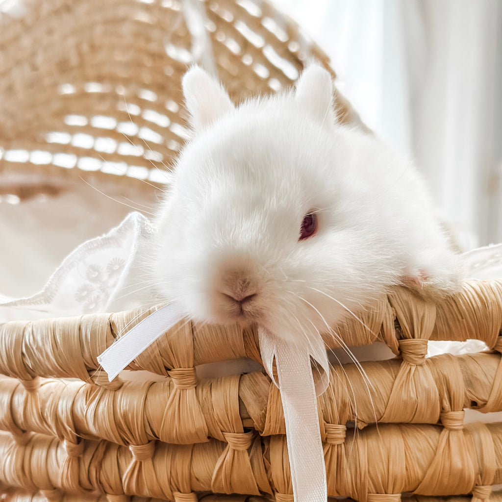 Ruby Eyed White (REW) - SM- 05/17/24 - RUBY - Female - Netherland Dwar ...
