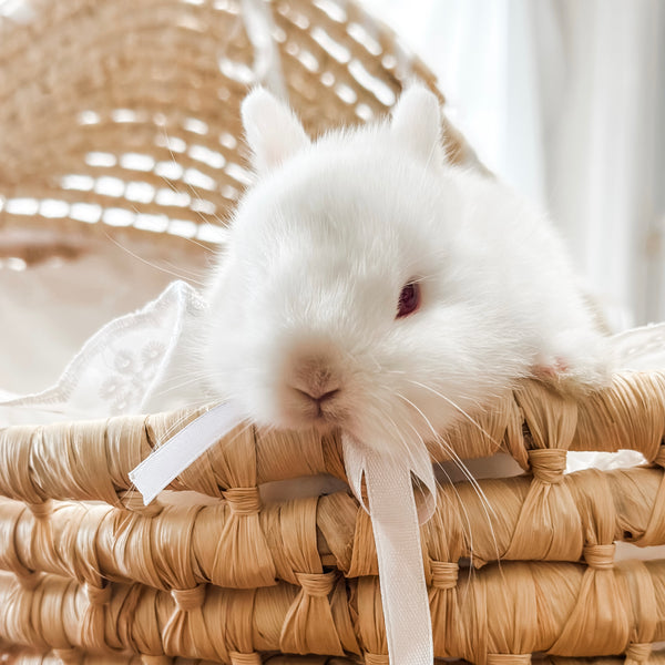 Ruby Eyed White (REW) - SM- 05/17/24 - RUBY - Female - Netherland Dwarf Rabbit