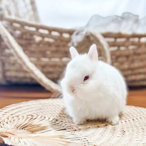 Ruby Eyed White (REW) - SM- 05/17/24 - RUBY - Female - Netherland Dwarf Rabbit