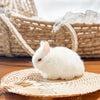 Ruby Eyed White (REW) - SM- 05/17/24 - RUBY - Female - Netherland Dwarf Rabbit