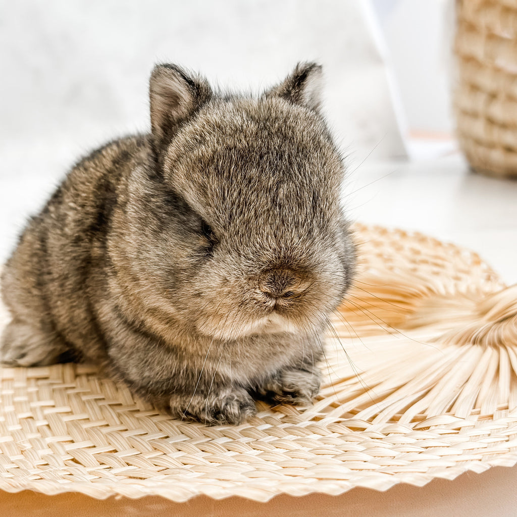 Adult Chestnut - SM - 04/03/23 - TULIP - Female - Netherland Dwarf Rab ...