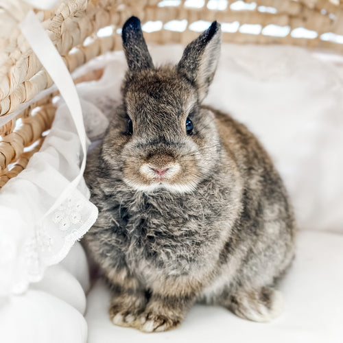 Adult Chestnut - SM - 04/03/23 - TULIP - Female - Netherland Dwarf Rabbit