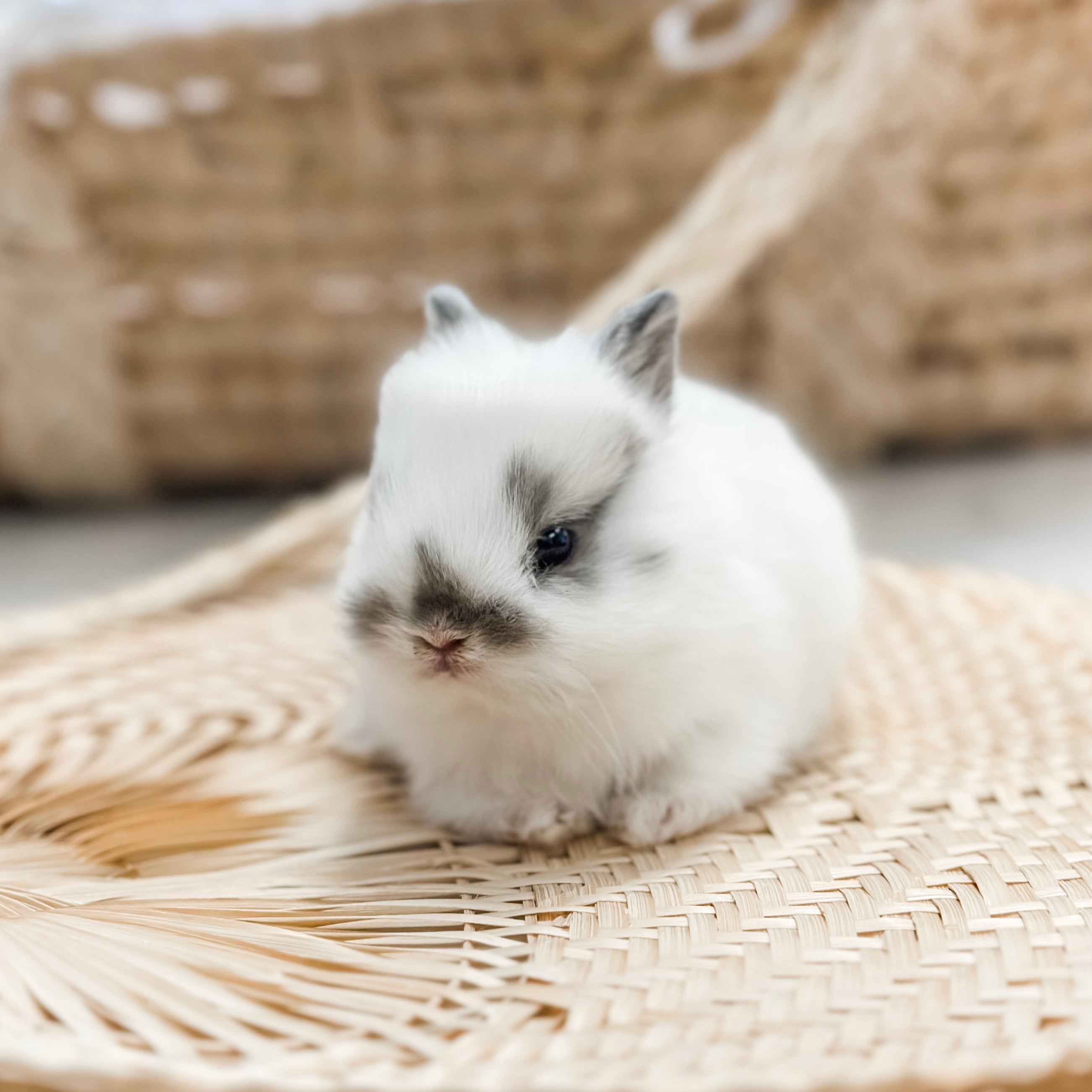 Broken Chestnut - XS - 04/03/23 - PETUNIA - Female - Netherland Dwarf Rabbit