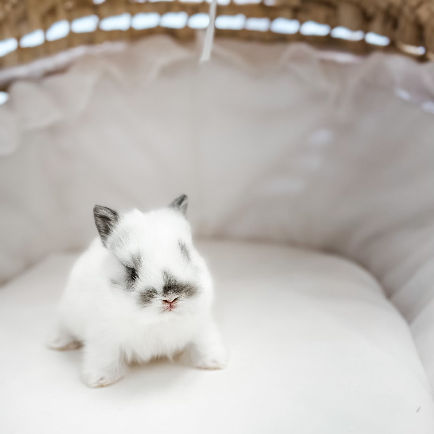 Broken Chestnut - XS - 04/03/23 - PETUNIA - Female - Netherland Dwarf Rabbit