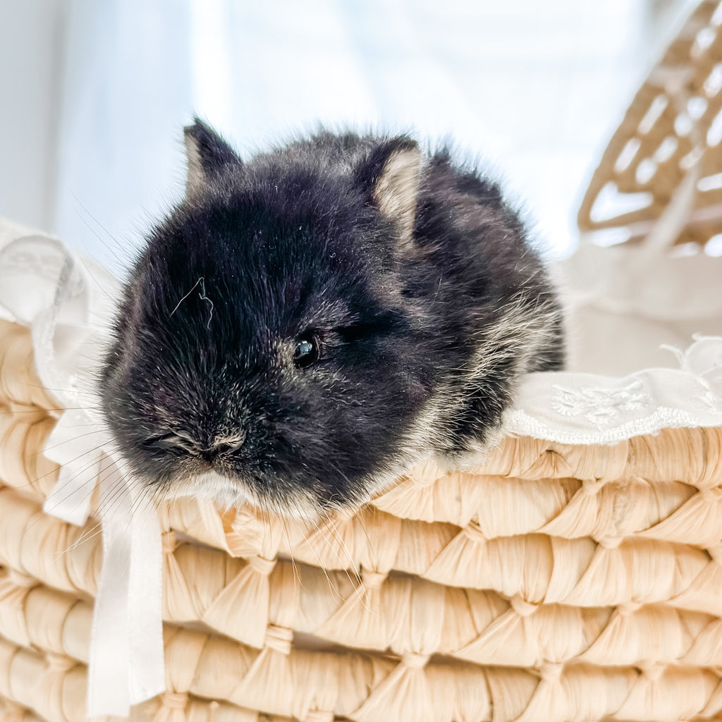 Rabbit Breeds Black And White Netherland Dwarf Rabbit Black Otter