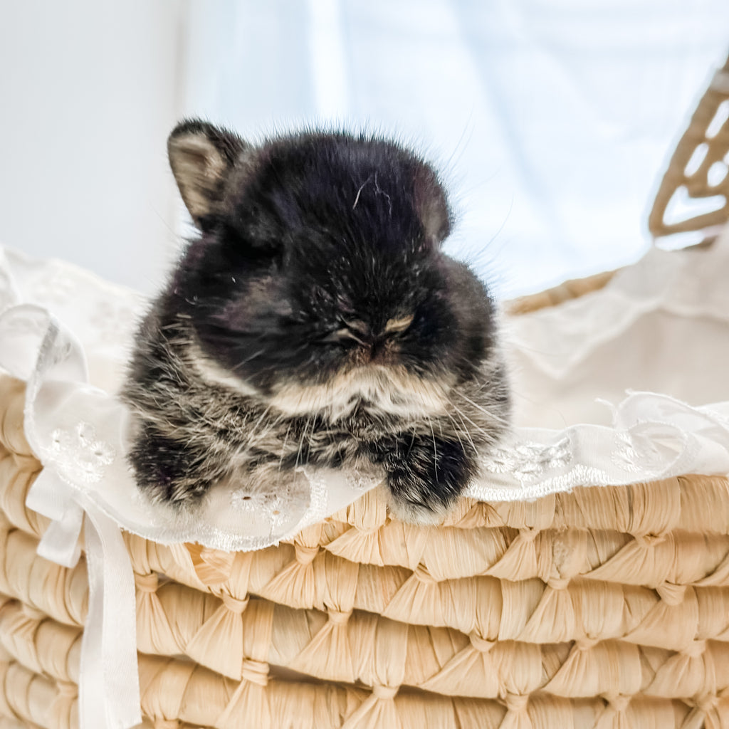 Black Otter - SM- 04/03/23 - IZZY - Female - Netherland Dwarf Rabbit