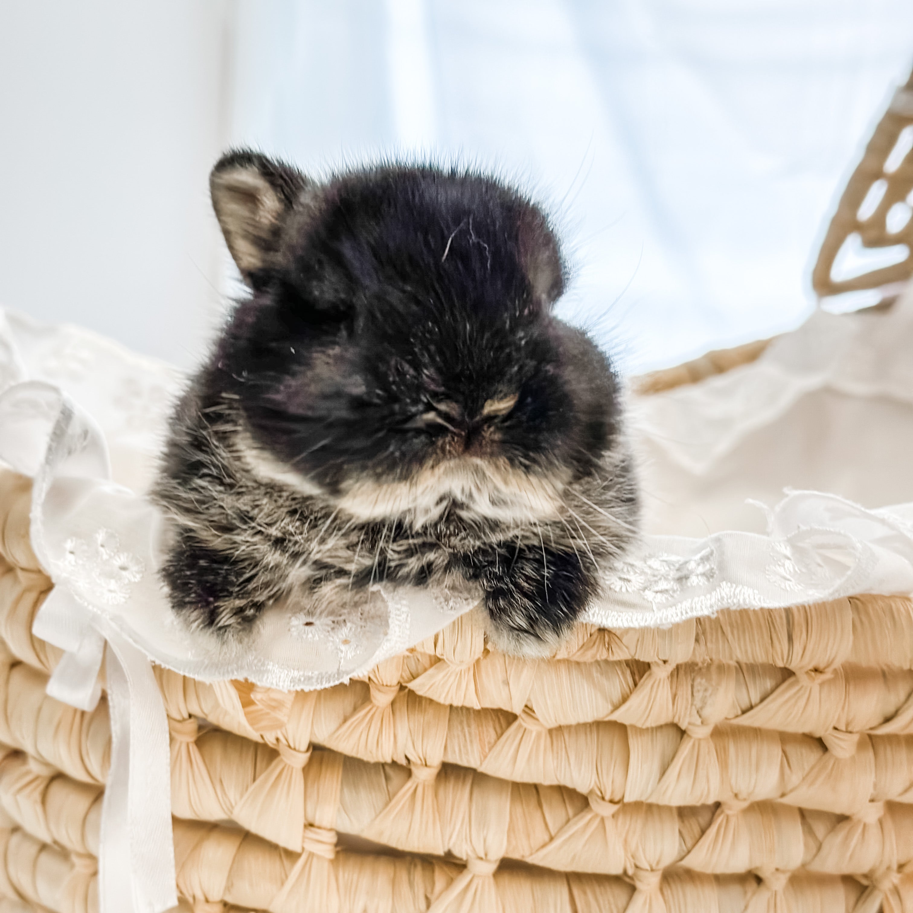 Black Otter - SM- 04/03/23 - IZZY - Female - Netherland Dwarf Rabbit