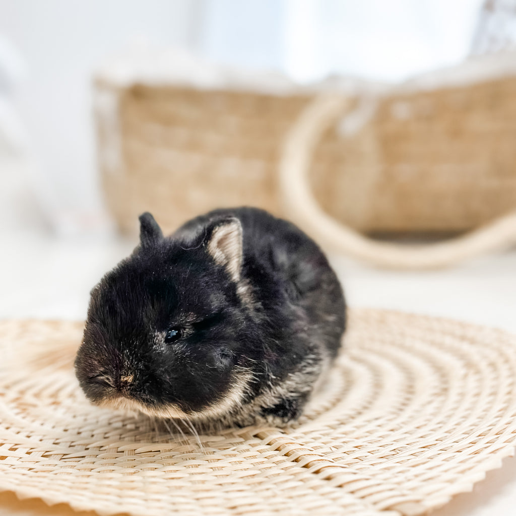 Netherland Dwarf Bunny Small Black Rabbit Black Otter SM- 04/03/23