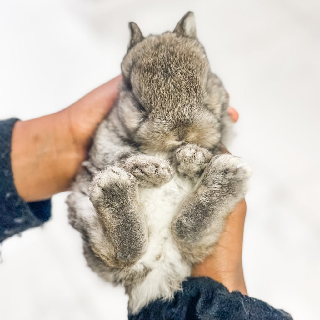 Adult Chestnut - SM - 04/03/23 - TULIP - Female - Netherland Dwarf Rabbit