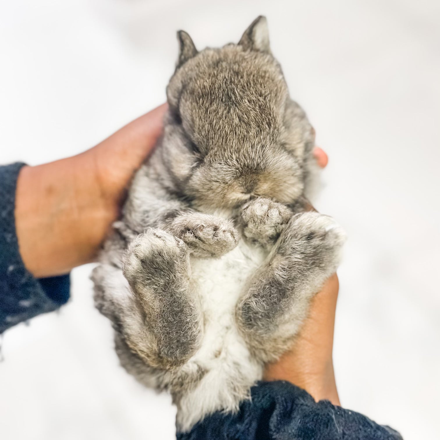 Adult Chestnut - SM - 04/03/23 - TULIP - Female - Netherland Dwarf Rabbit