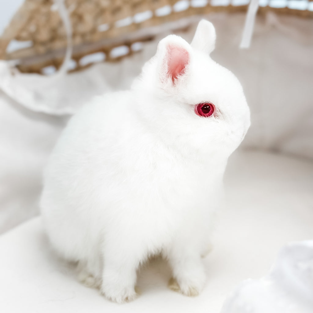 Ruby Eyed White (REW) - SM - 04/03/23 - ROSEY - Female - Netherland Dwarf Rabbit