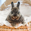 Chestnut - SM - 04/03/23 - TULIP - Female - Netherland Dwarf Rabbit